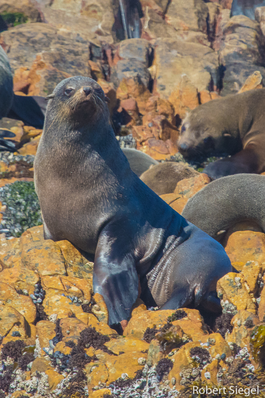 cape fur seal